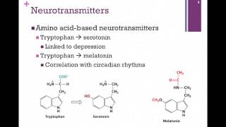 138Synthesis of Neurotransmitters [upl. by Sirah671]