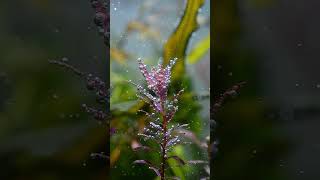 Beautiful Red blood Rotala aquariuminspiration nature aquariumplant naturetank [upl. by Negam625]