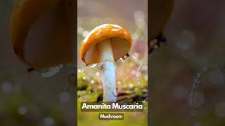 Amanita Muscaria Mushroom mushroom nature [upl. by Ambrogino]