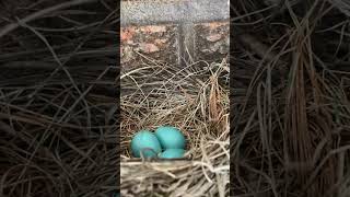 There’s a robin’s nest above my outdoor light [upl. by Etta623]