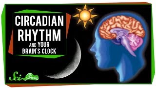 Circadian Rhythm and Your Brains Clock [upl. by Aitetel]