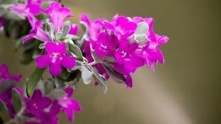 630 Information About Evergreen Shrub Texas Sage🌷🌷 [upl. by Isleana]