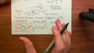 Physiology of Pain Sensation Part 7 [upl. by Etiragram]