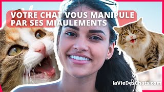 VOTRE CHAT VOUS MANIPULE PAR SES MIAULEMENTS JE VOUS EXPLIQUE [upl. by Sirrot]