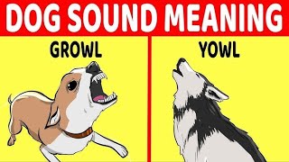 10 Dog Sounds And What They Mean [upl. by Raynold]