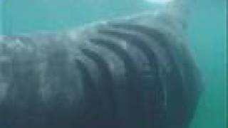 Basking Shark [upl. by Koy]