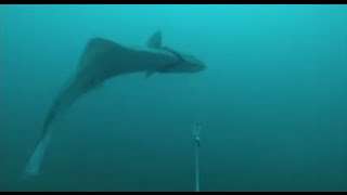 GoPro Halibut Fishing [upl. by Notelrahc]