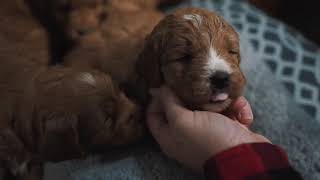 Miniature Goldendoodle Puppies [upl. by Sophy830]