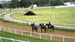 Garrison Savannah Racetrack Bridgetown Barbados [upl. by Enrico]