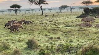 Young male lion protects his siblings from a hyena clan [upl. by Enirehtahc592]