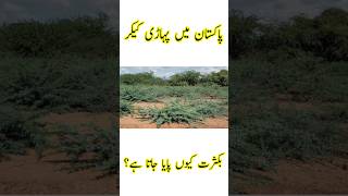 Why Prosopis Juliflora is Found Abundantly in Pakistan  Pakistan Main Pahari Kekar [upl. by Hanley]