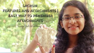 SACRUM  FEATURES AND ATTACHMENTS  ANATOMY  SIMPLIFIED ✔ [upl. by Letnuahc963]