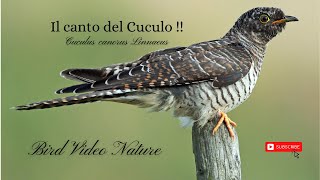 Il canto del Cuculo Cuculus canorus Linnaeus [upl. by Hajidahk]