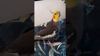 Monty The Naughty Cockatiel singing his version of ponyo song ❤️ [upl. by Rew893]