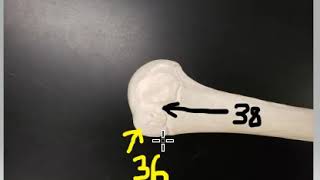 Bones mock practical A 36 and 38 [upl. by Anora]