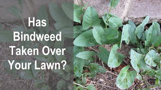 How To Control Bindweed in a Lawn Without Chemicals Learn How Improper Watering Promotes Bindweed [upl. by Anaul]