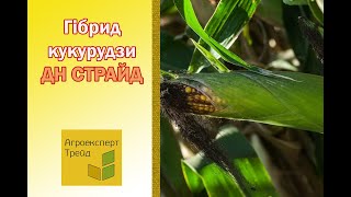 Кукурудза ДН Страйд 🌽  опис гібрида 🌽 [upl. by Elodea132]