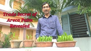 Propagation of Areca Palm from seeds  The Trade Secret Revealed [upl. by Iong791]