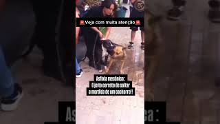 COMO FAZER UM CACHORRO SOLTAR OUTRO NUMA BRIGA pets adestramento cachorro memes cachorros [upl. by Libbie]