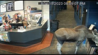 CCTV catches Moose snacking on popcorn at Alaska movie theater [upl. by Davide]