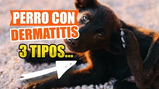 🐶3 DERMATITIS en PERROS 👇Causas Síntomas y Qué Hacer [upl. by Ellebanna634]