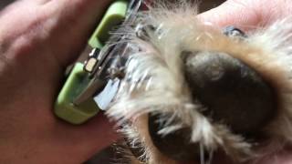 How to trim black dog nails [upl. by Kristie]