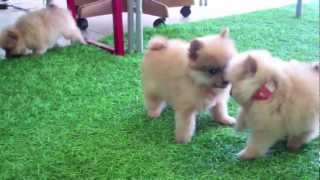 Teacup Pomeranian Puppies for Sale in San Diego CA [upl. by Aneri]