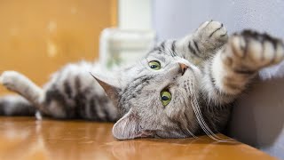 How to Overcome Separation Anxiety in Cats A 12Hour Melodic Escape for Your Feline Companion [upl. by Aara]