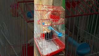 FINCHES CAREFINCHES BIRDSFINCHES FOOD🤗FINCHES JUMBINGnewshorts feed☺ [upl. by Opaline]