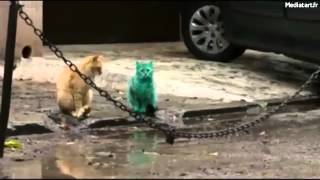 Un mystérieux chat vert dans les rues de Varna en Bulgarie [upl. by Brande]