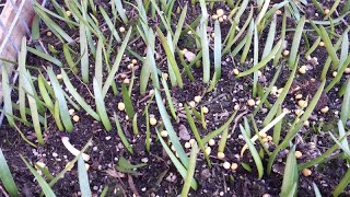 I propagated a heap of Haemanthus Coccineus from seed and here they are after a month [upl. by Ahtnams]