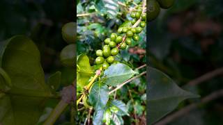 Coffee Plant  Yercaud touristattractions coffee coffeeplantyercaud musicviralshorts [upl. by Pooh830]