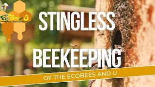 Stingless Beekeeping Philippines [upl. by Desdamona232]