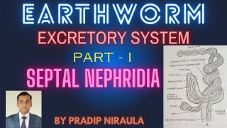 EARTHWORMEXCRETORY SYSTEM II SEPTAL NEPHRIDIA II ZOOLOGY CLASS 11 II NEB II CEE II PRADIP NIRAULA [upl. by Bithia353]