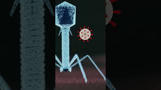 How mRNA Vaccines Work in the Body  Quick Science Explainer [upl. by Gebelein]