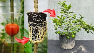 Lemon tree grafting technique using tomatoes as stimulant super fast growth [upl. by Entroc]