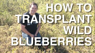 Transplanting and Growing Wild Blueberries at Home Alberta Urban Garden [upl. by Nialb]