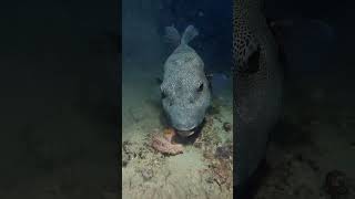 Sheepshead Fish The Fish with Human Like Teeth [upl. by Placida482]