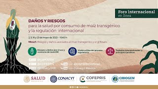 Daños y riesgos para la salud por consumo de maíz transgénico y la regulación internacional [upl. by Ellimahs]