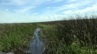 Okeechobee Lake  Birds amp Alligator from Airboat [upl. by Luigi]