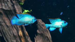 The Electric Blue Acara Andinoacara pulcher [upl. by Latoyia868]