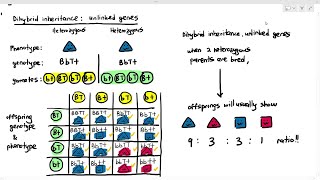 1612 Dihybrid Inheritance Unlinked Genes Cambridge AS A Level Biology 9700 [upl. by Leicester]