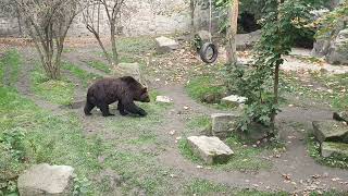 ZOO Chorzów Niedźwiedź brunatny [upl. by Maida]