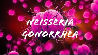 Neisseria gonorrhea [upl. by Oiruam]