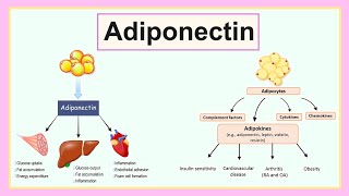 adiponectin [upl. by Yelyr]