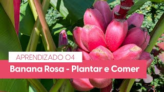 Banana Rosa  Musa velutina  Plantar e Comer  Aprendizado 04 [upl. by Aymahs]