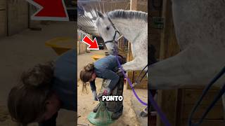 Niña ayuda a un caballo en apuros 😮❤️ shortvideo shortsfeed shorts [upl. by Gnort]