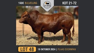 Lot 48  Vlakte Bonsmara Bulveiling  18 Okt 2024 [upl. by Mainis]