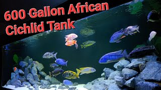 Adding Mbuna to my 600 gallon African Cihlids Malawi Predator Haps Aquarium Fish Tank [upl. by Karas]