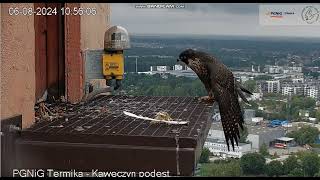 PGNiG Termika Kawęczyn PL  Moniuszko after breakfast on landing still departure 2024 08 06 10 53 [upl. by Lambart389]